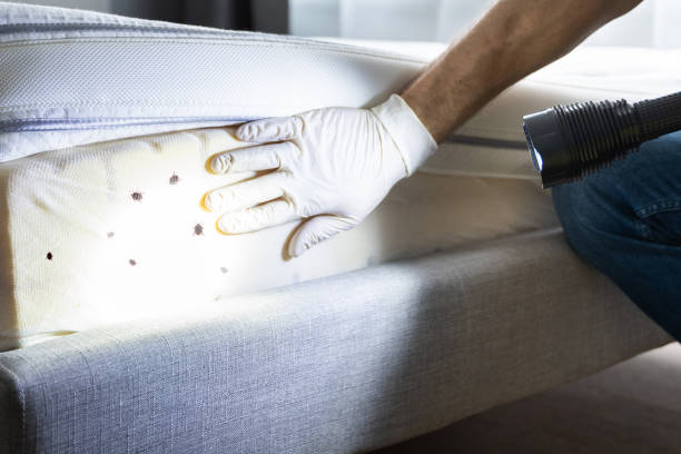 Best Bed Bug Extermination  in Massillon, OH